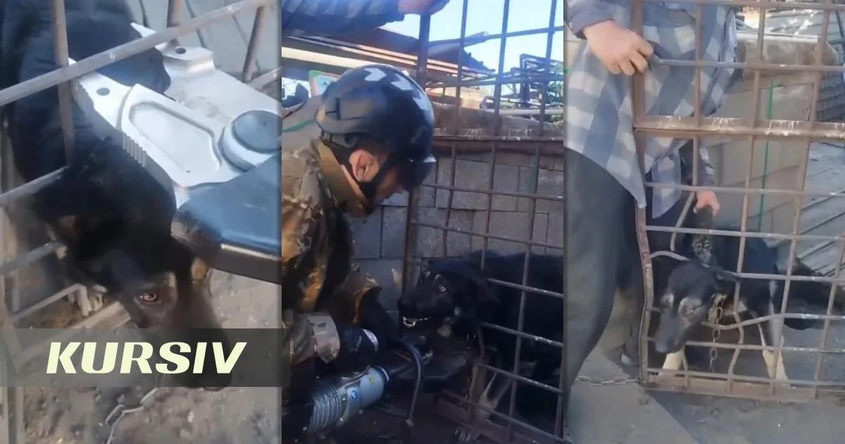 Rescuers free dog stuck in fence in Karaganda