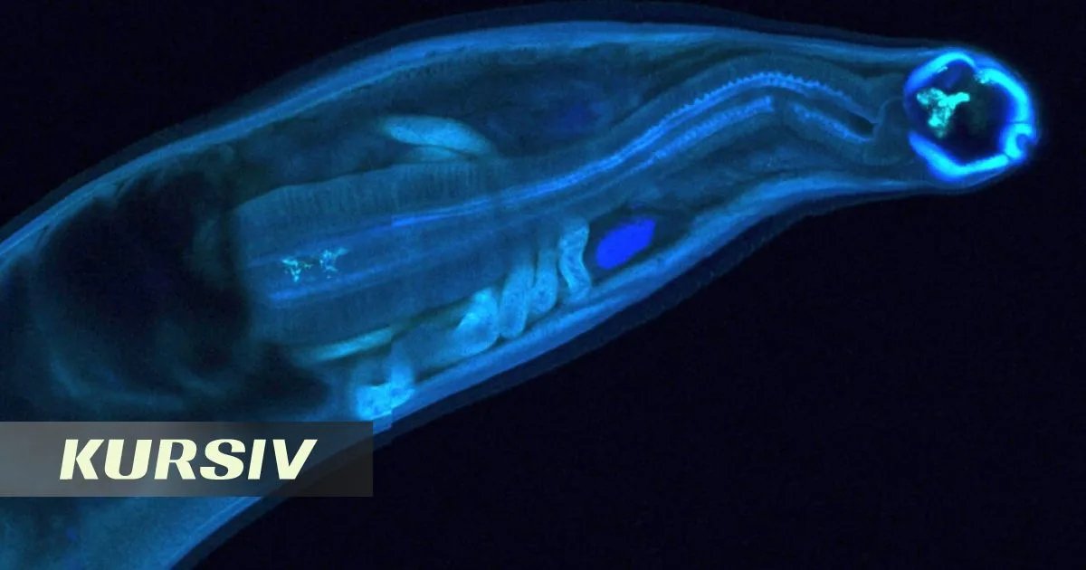 GM parasitic worms produce drugs inside living organisms