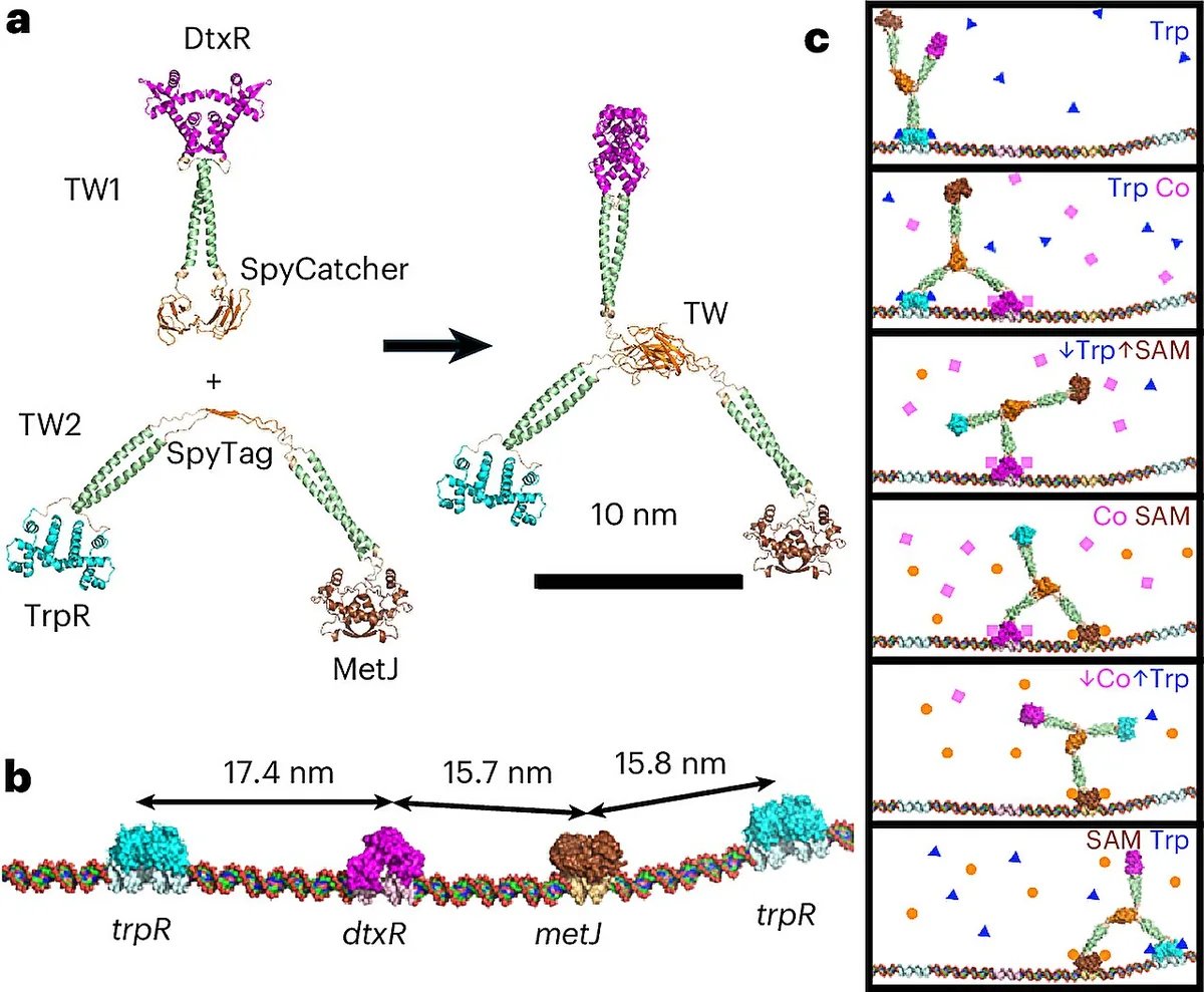 UNSW builds first synthetic protein motor that walks on DNA