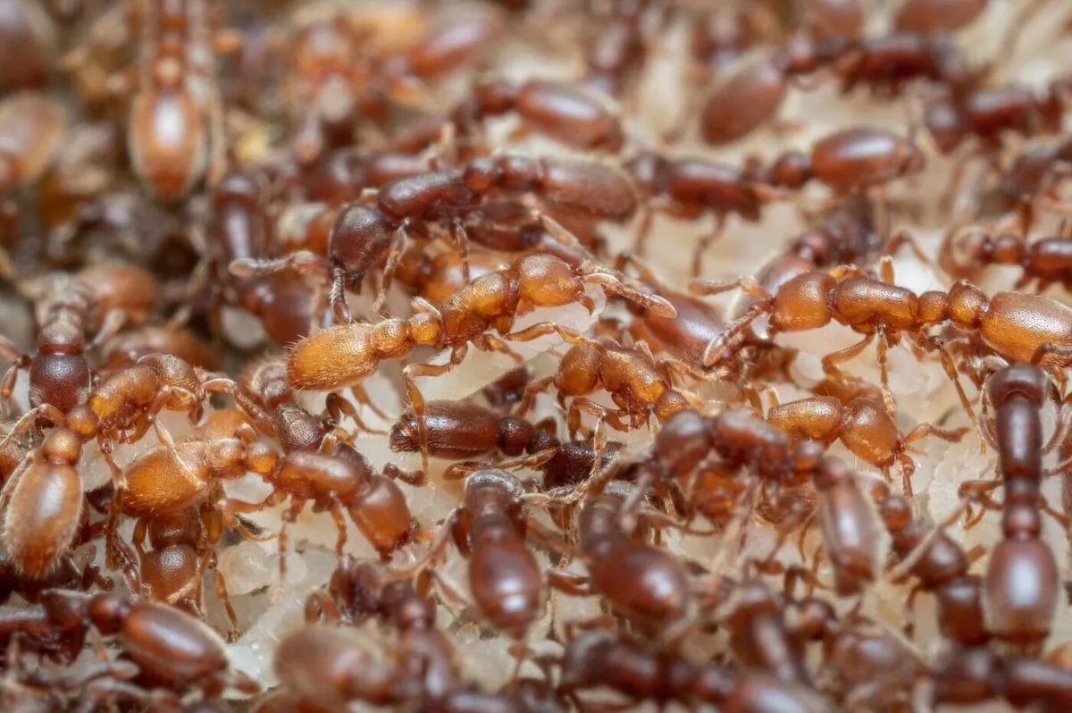 Ant brain study reveals parental care evolved from feeding circuits