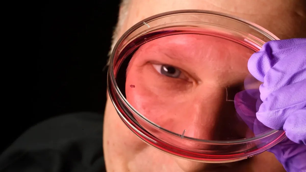Vitamin A signals reshape understanding of human vision development