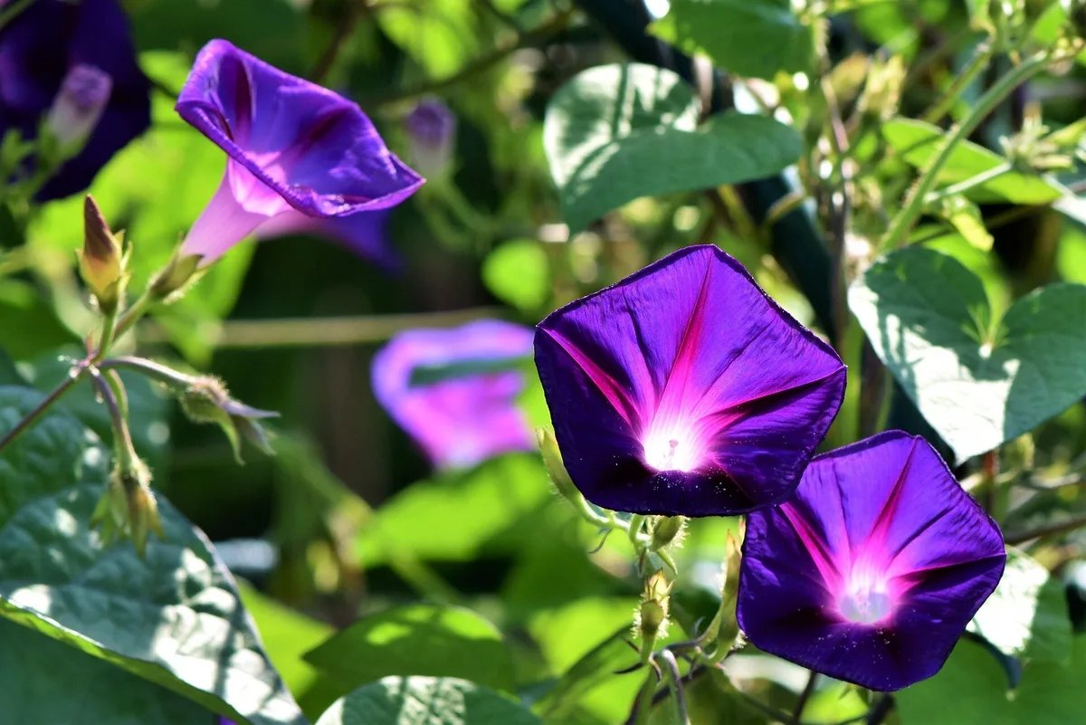 Morning glory adaptation rate drops 96% as pollinators reshape evolution