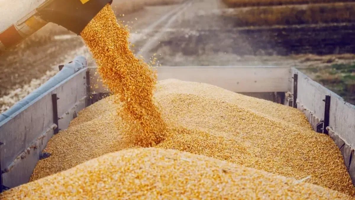 Урожай зерновых в Казахстане снизится на 15-20% из-за засухи и крепкого тенге