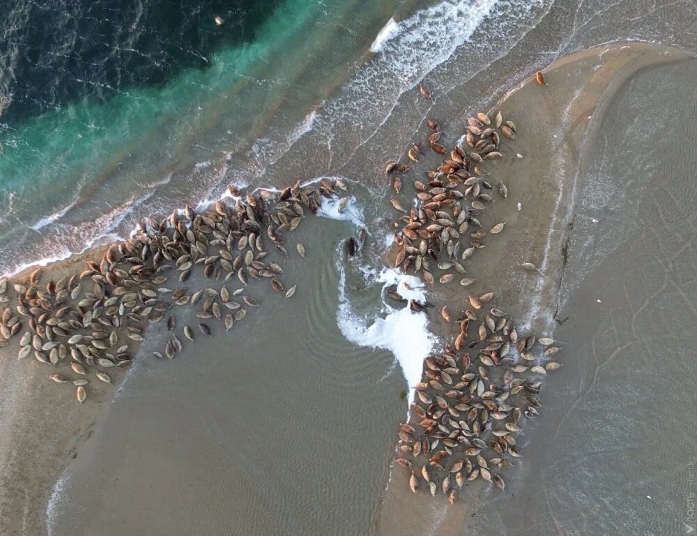 Caspian seal migration risk grows as sea islands vanish, study finds