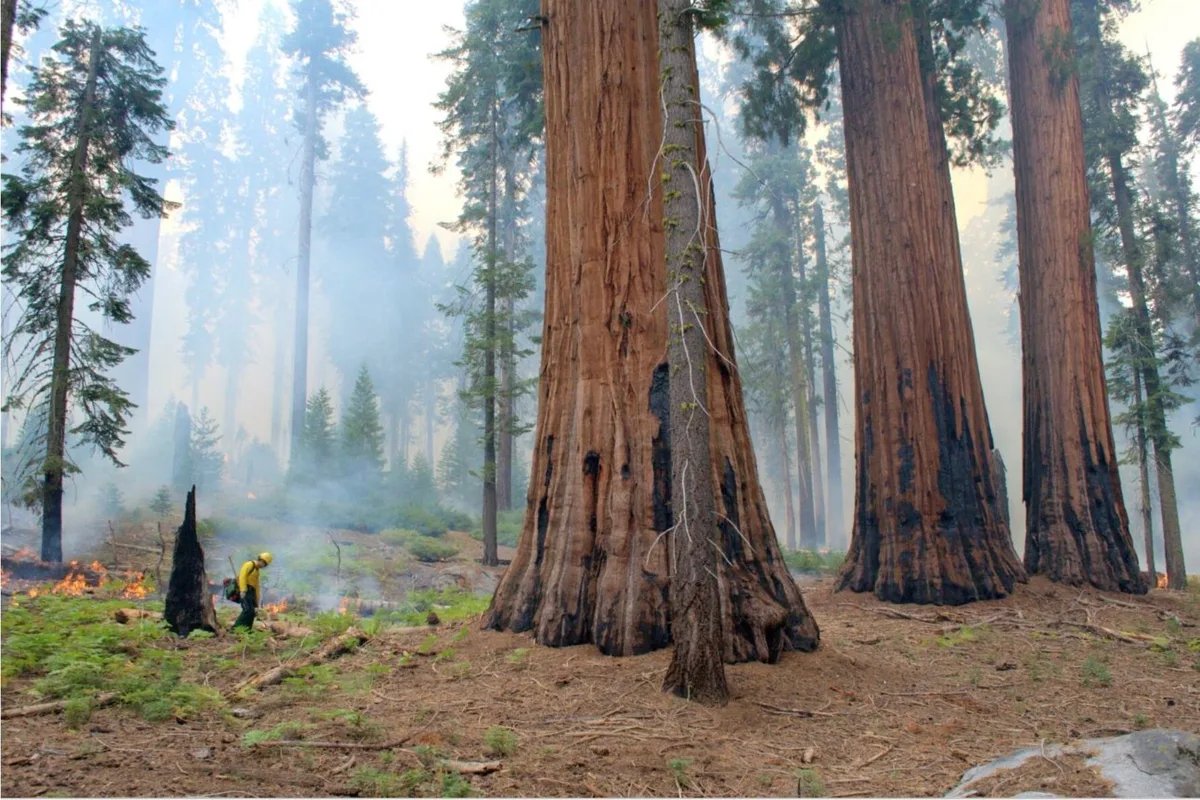 Study: Prescribed burns boost giant sequoia survival in wildfires