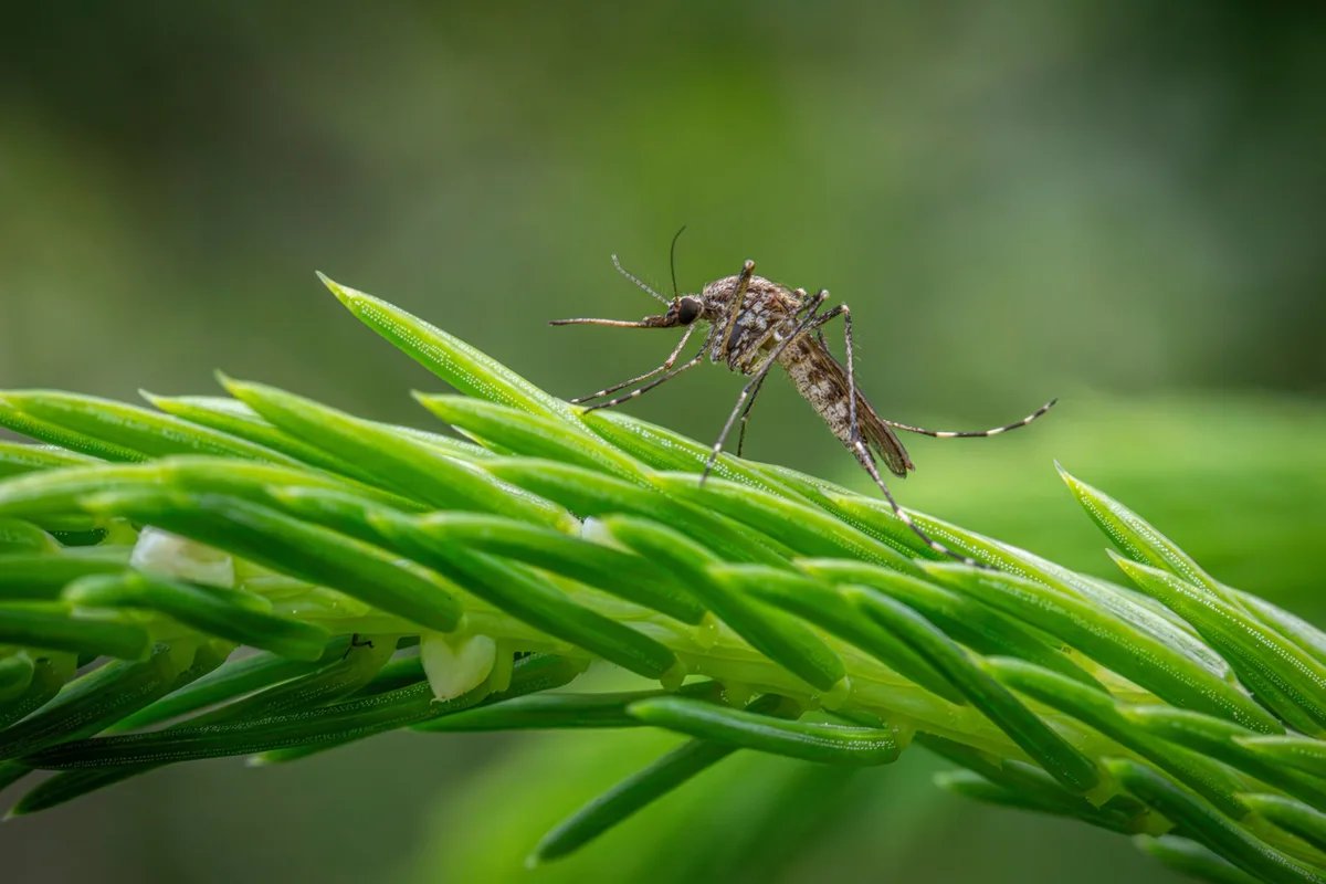 Genomic study traces invasive malaria mosquito spread from Asia to Africa