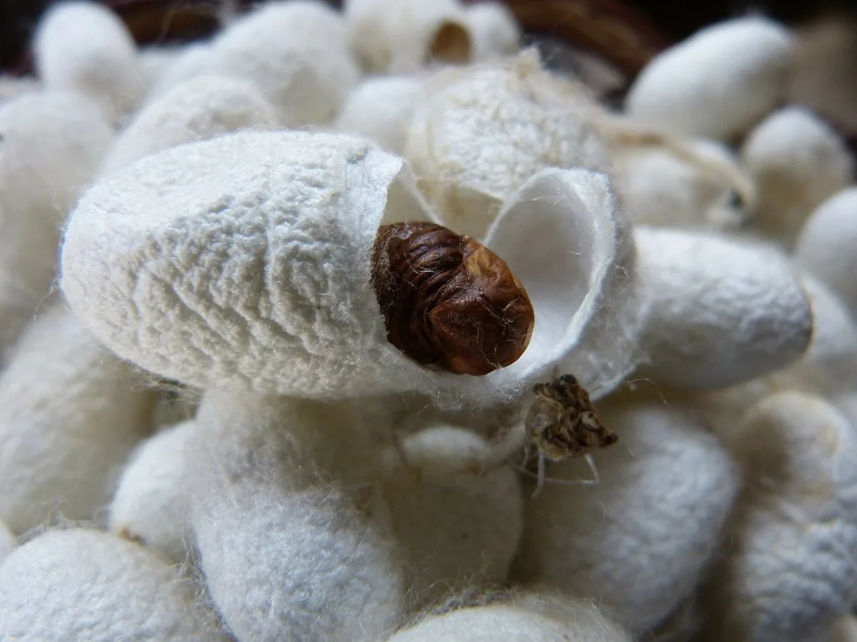 Silkworm cultivation in Central Asia predates Silk Road by 2,000 years