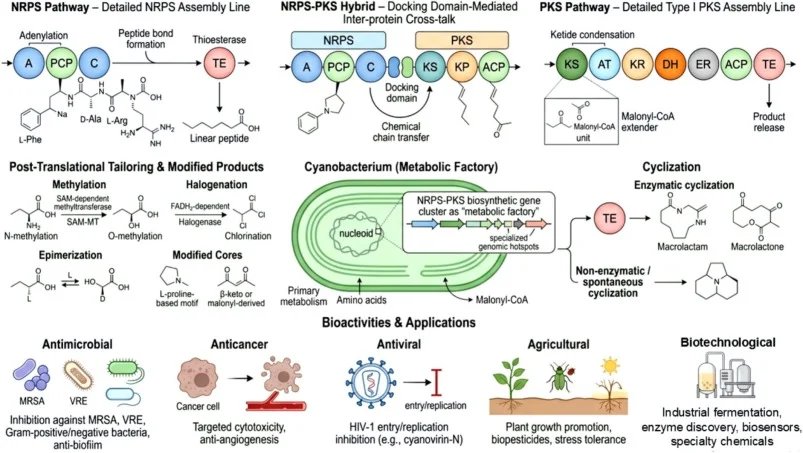 Scientists engineer less toxic polyenes by adding second sugar and modifying carboxylate