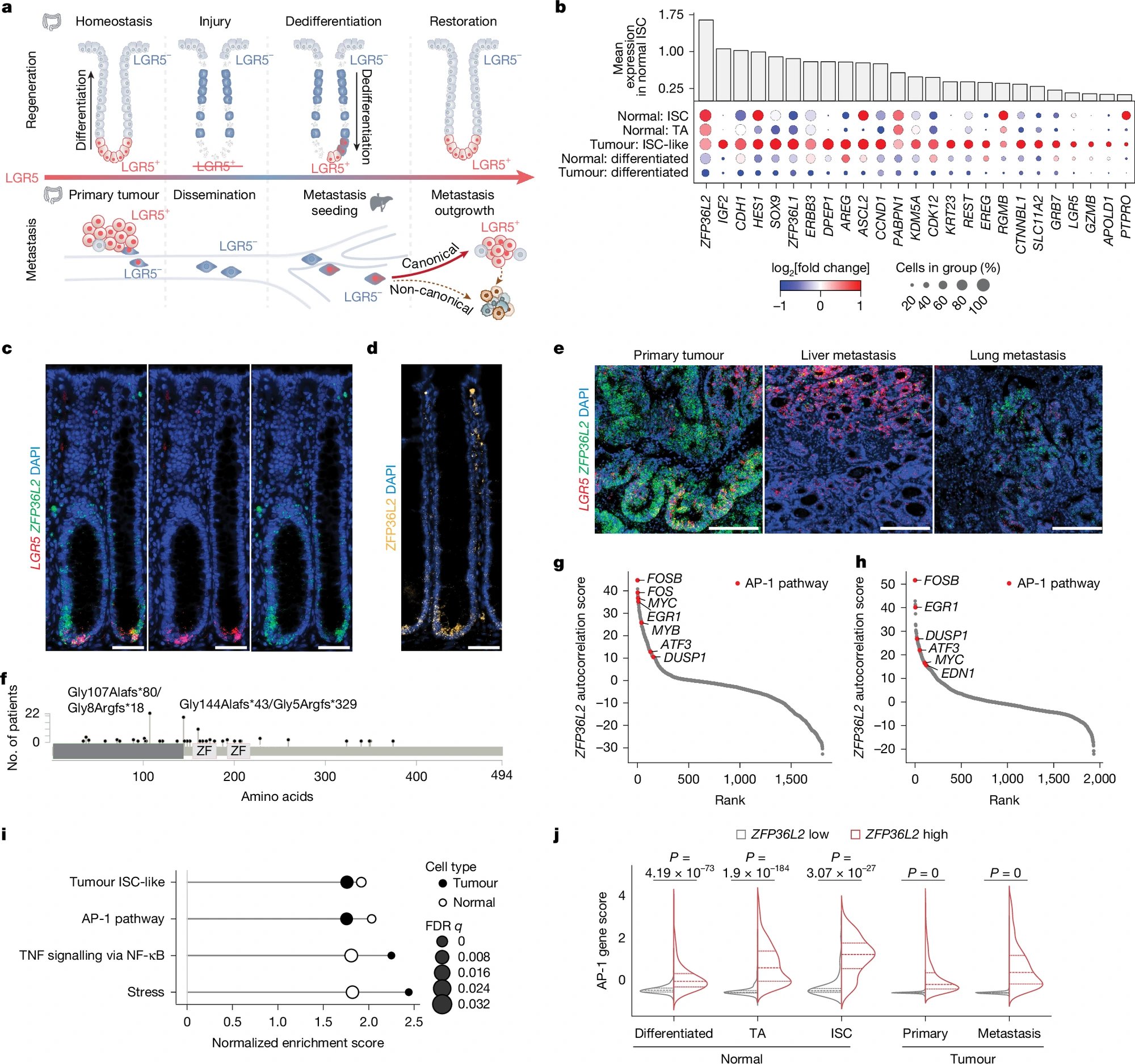 ZFP36L2 orchestrates stress-adaptive plasticity in regeneration and cancer