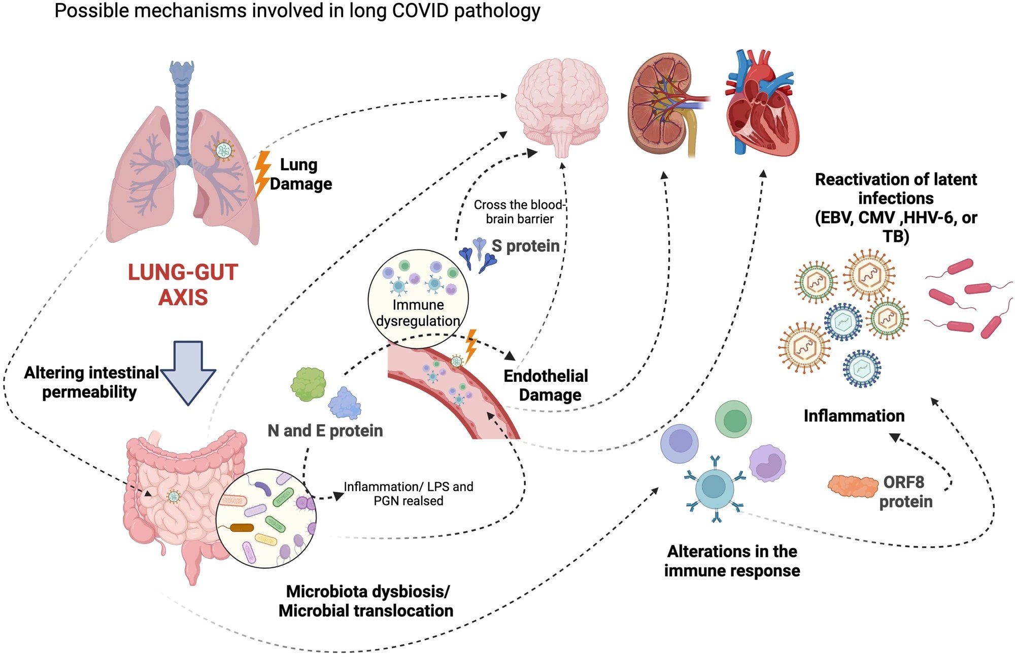 IMPACC Study of 1,154 Patients Reveals Herpesvirus Reactivation in COVID-19