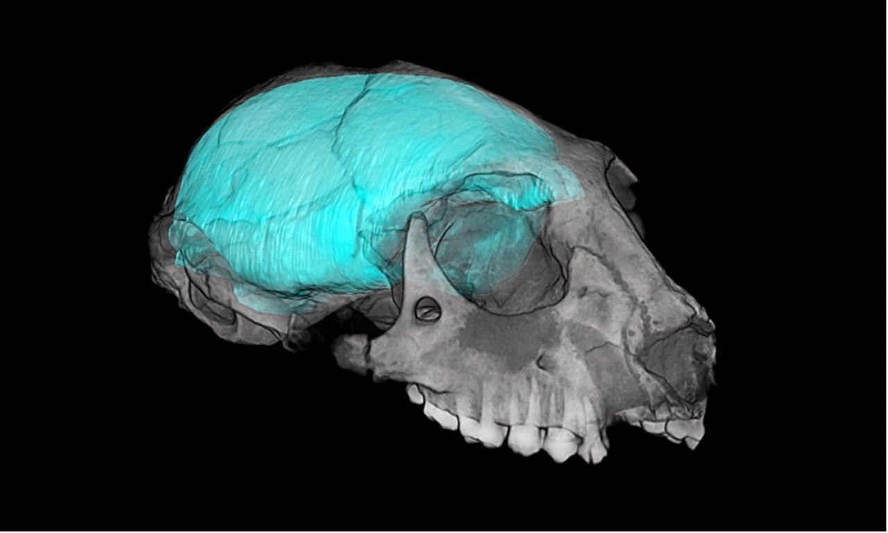 Duke study: Vision, not frontal lobe, drove primate brain expansion