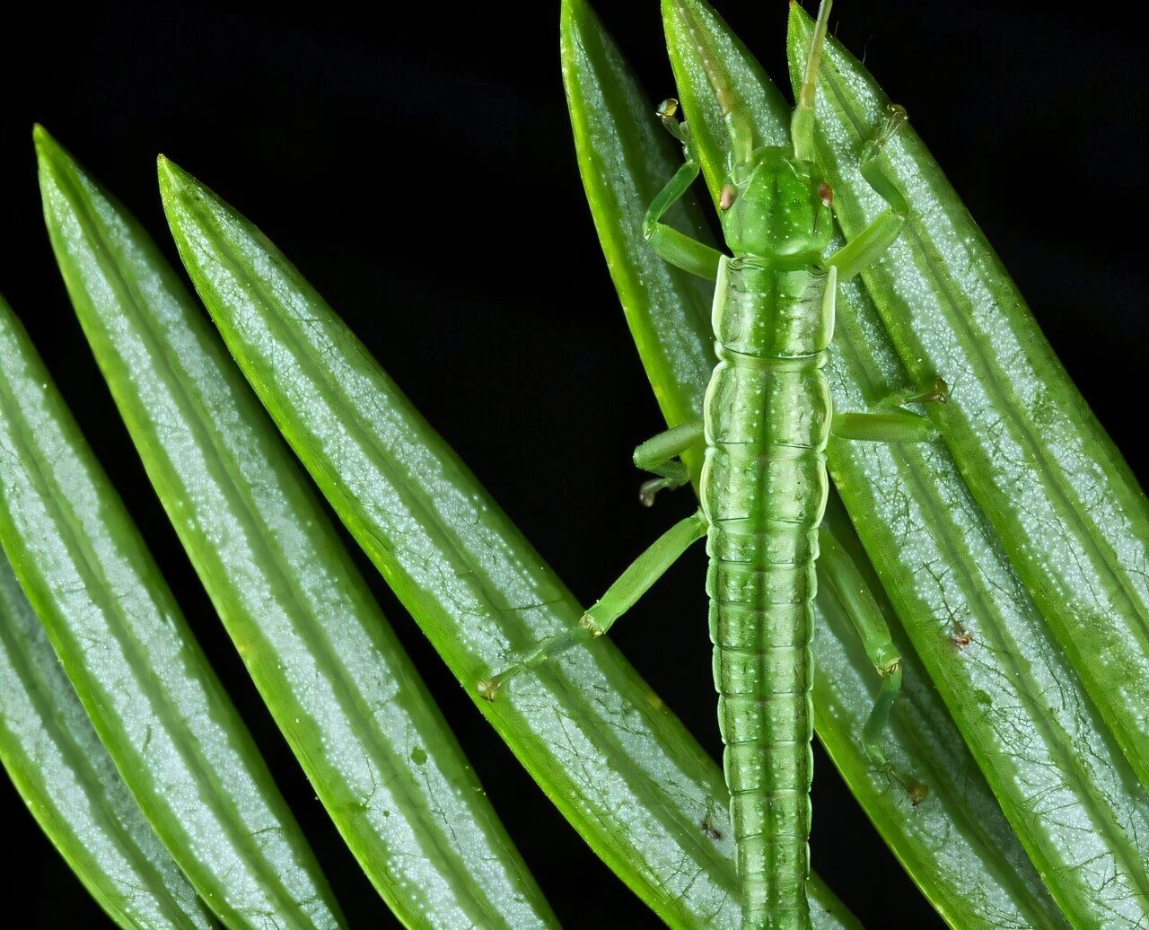 Stick insects preserve gene dosage mechanism after 1 million asexual years