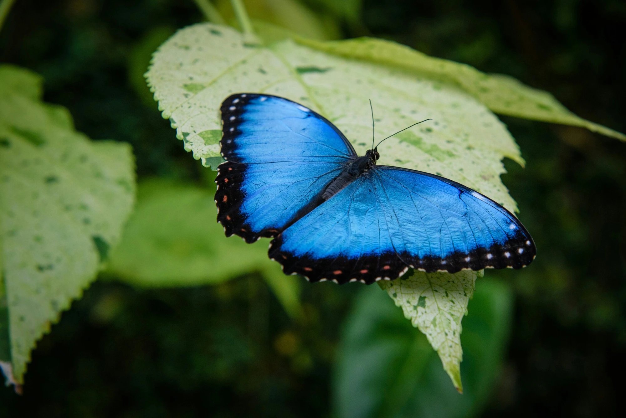 Global analysis reveals 80% of butterfly species expand range with climate change