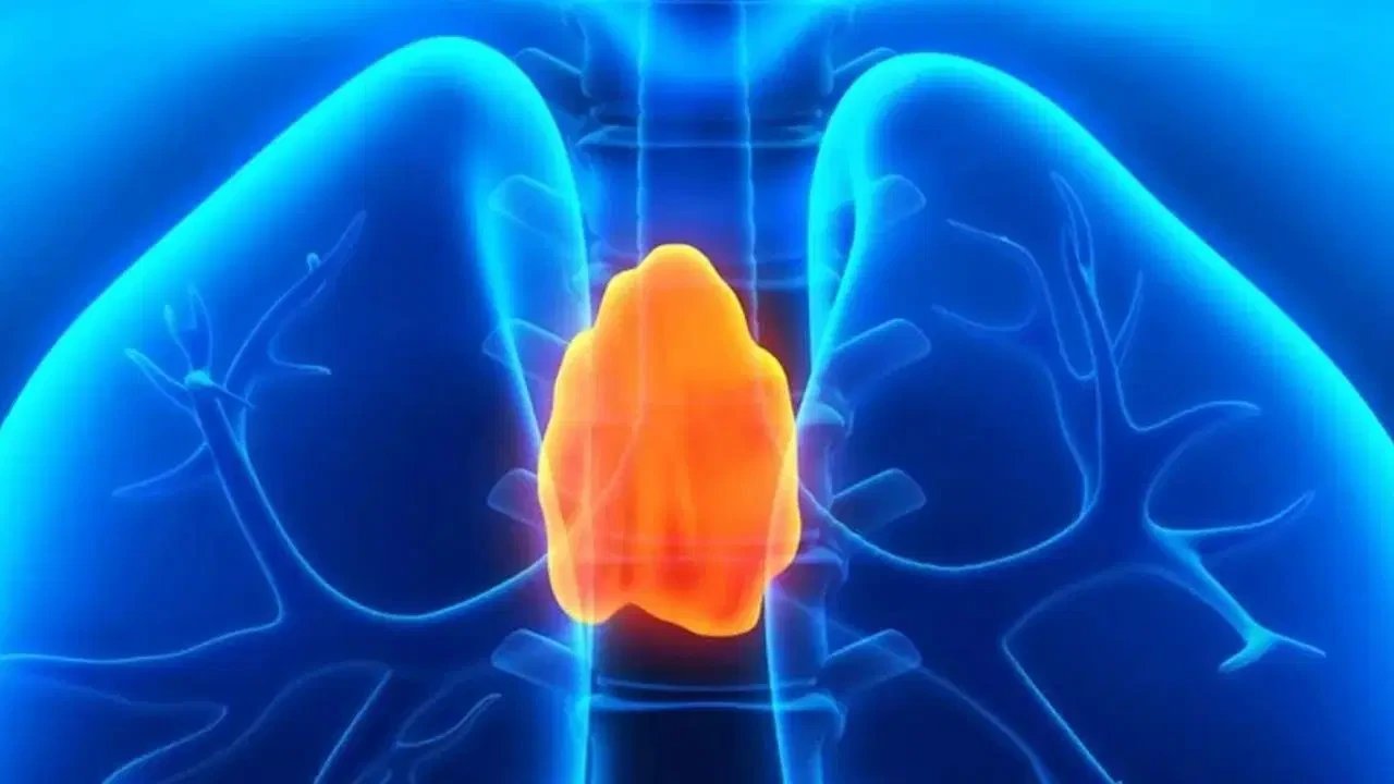 Thymus, once deemed useless, cuts death risk by half, Harvard study finds