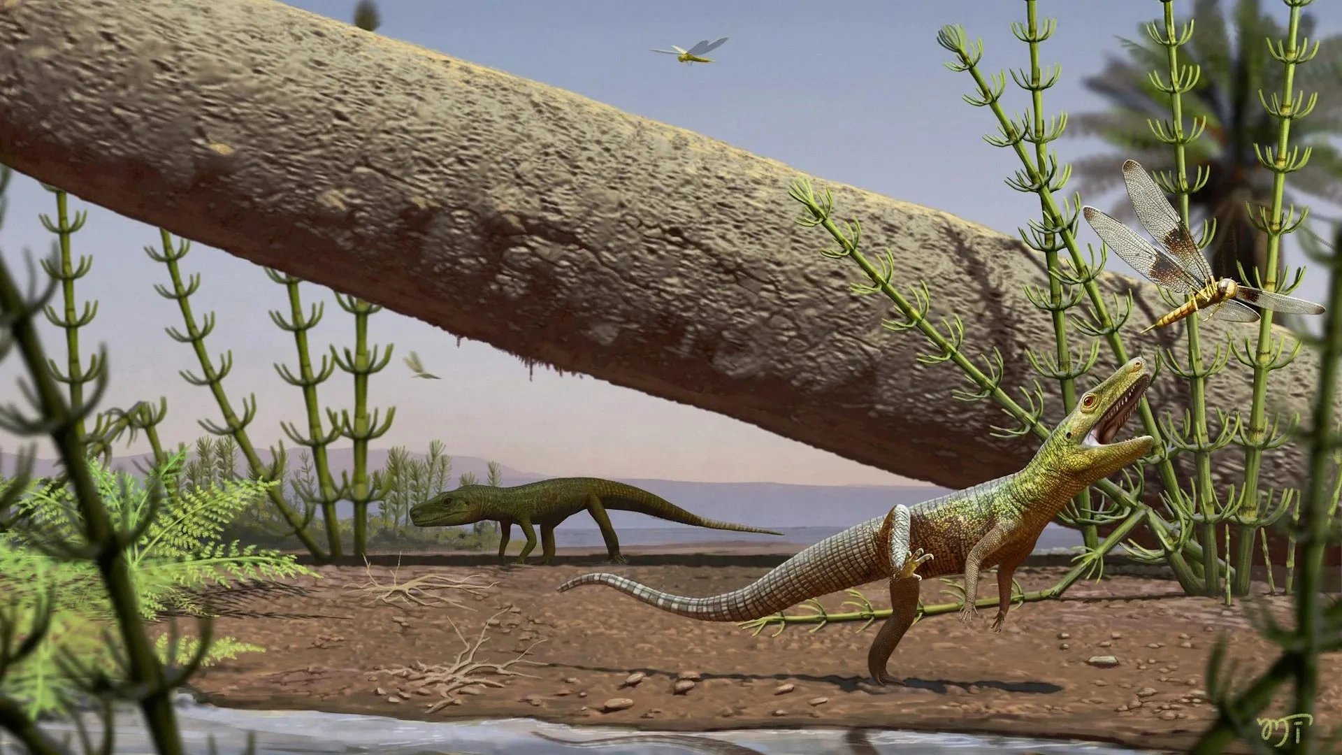 240-million-year-old Brazilian fossil reveals reptile evolution before dinosaurs and crocodiles