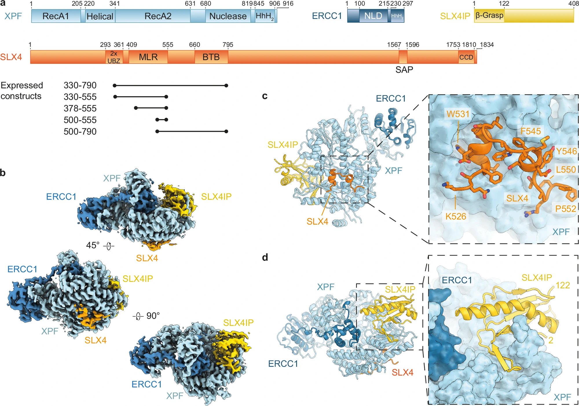 DNA repair enzymes favor specific sequences, shaping human genome mutation patterns