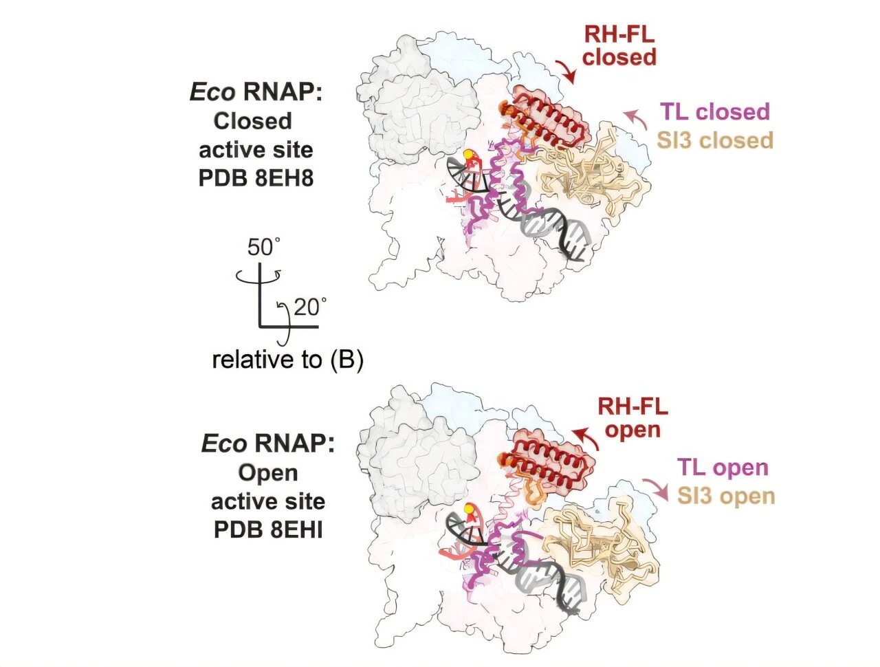 Rockefeller Scientists Uncover Hidden Mechanism That Drives RNA Synthesis