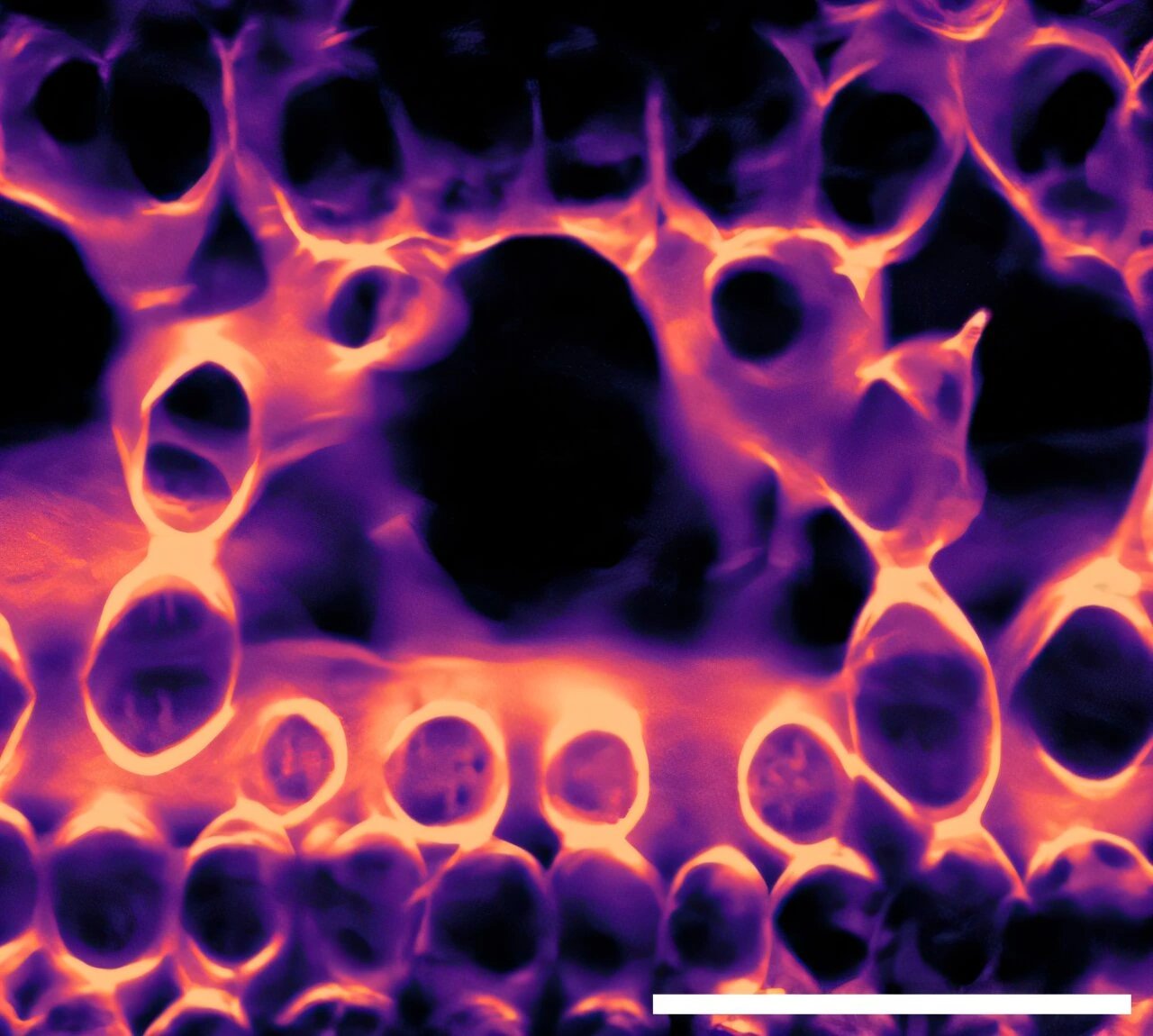 Illinois researchers reveal 3D schematics of sorghum leaf interior to reduce crop water loss