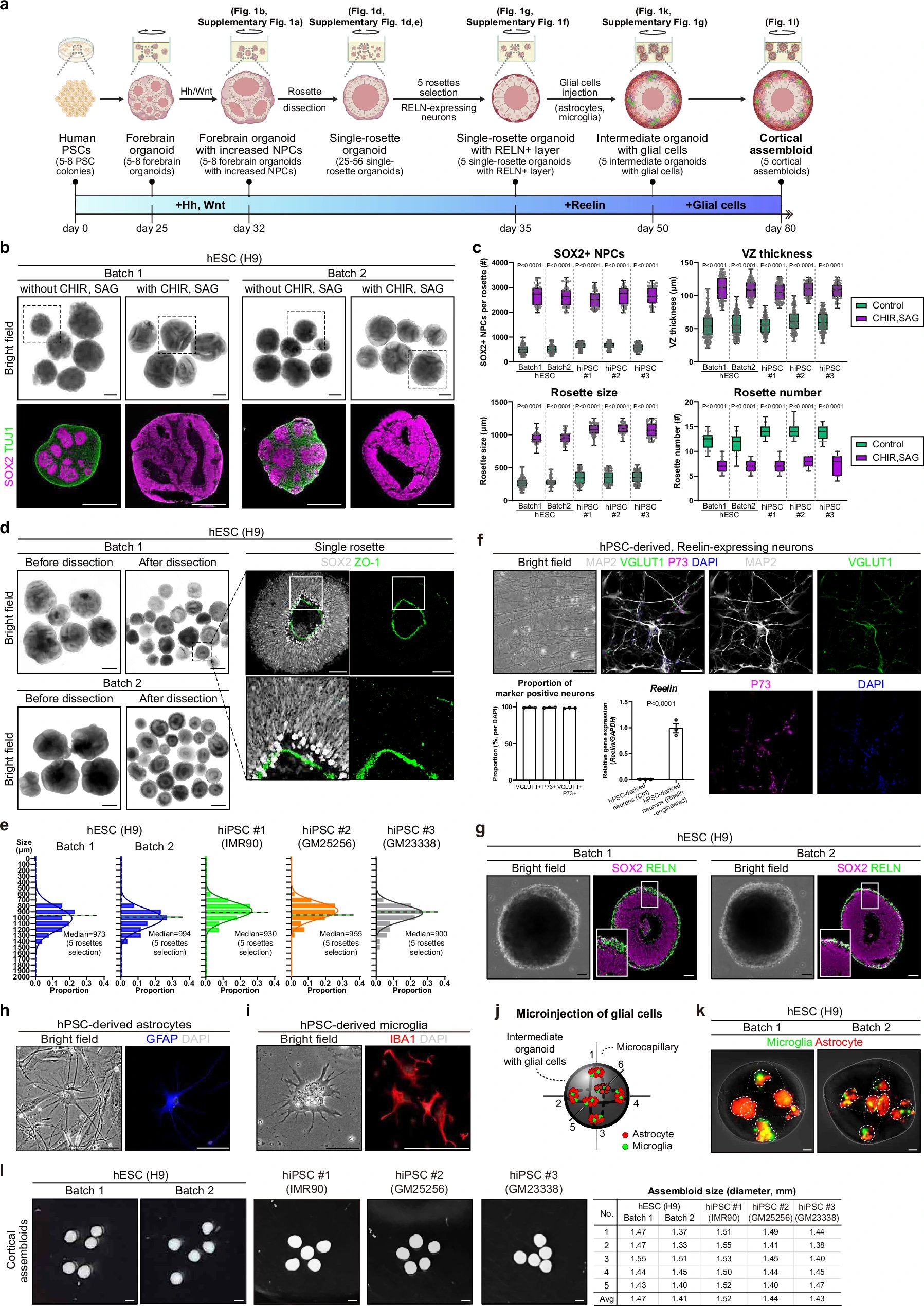 Nature study finds mouse radial glia in cortical organoids show plastic lineage progression