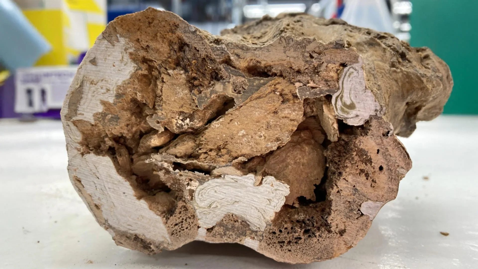 Liverpool researchers detect collagen in 66-million-year-old dinosaur bone