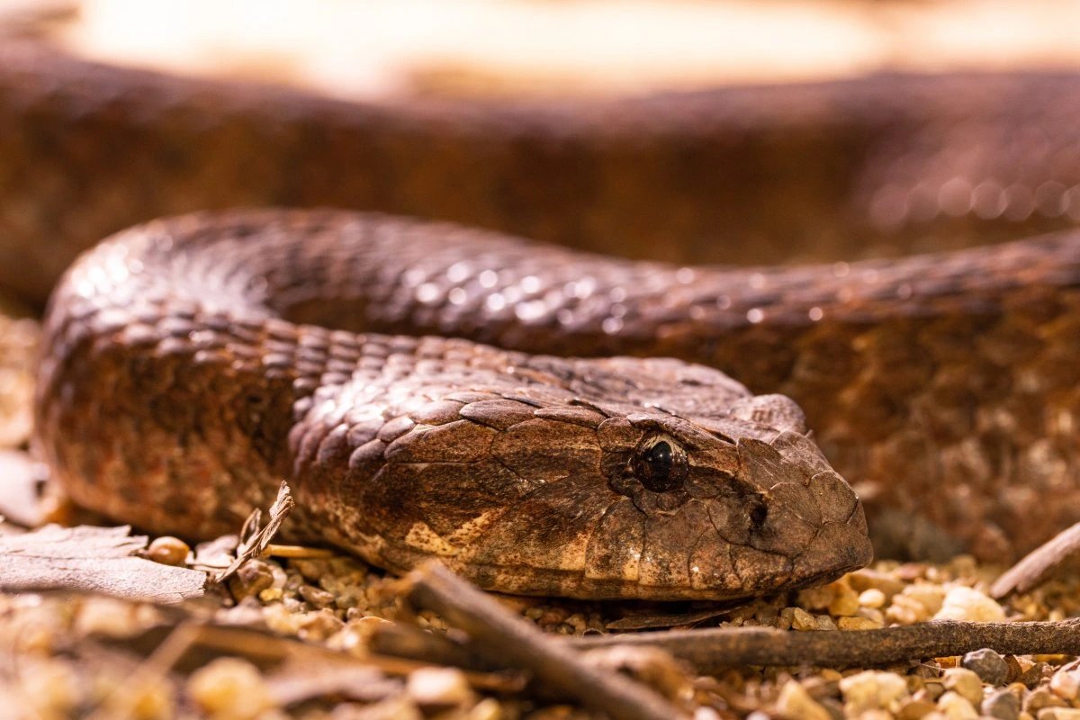 Shymkent rescuers report 293 snake calls and 169 captures this season
