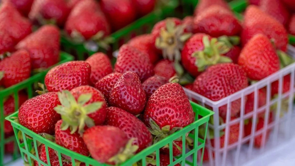 US Commerce Department expected to issue preliminary strawberry tariff finding by Aug 18
