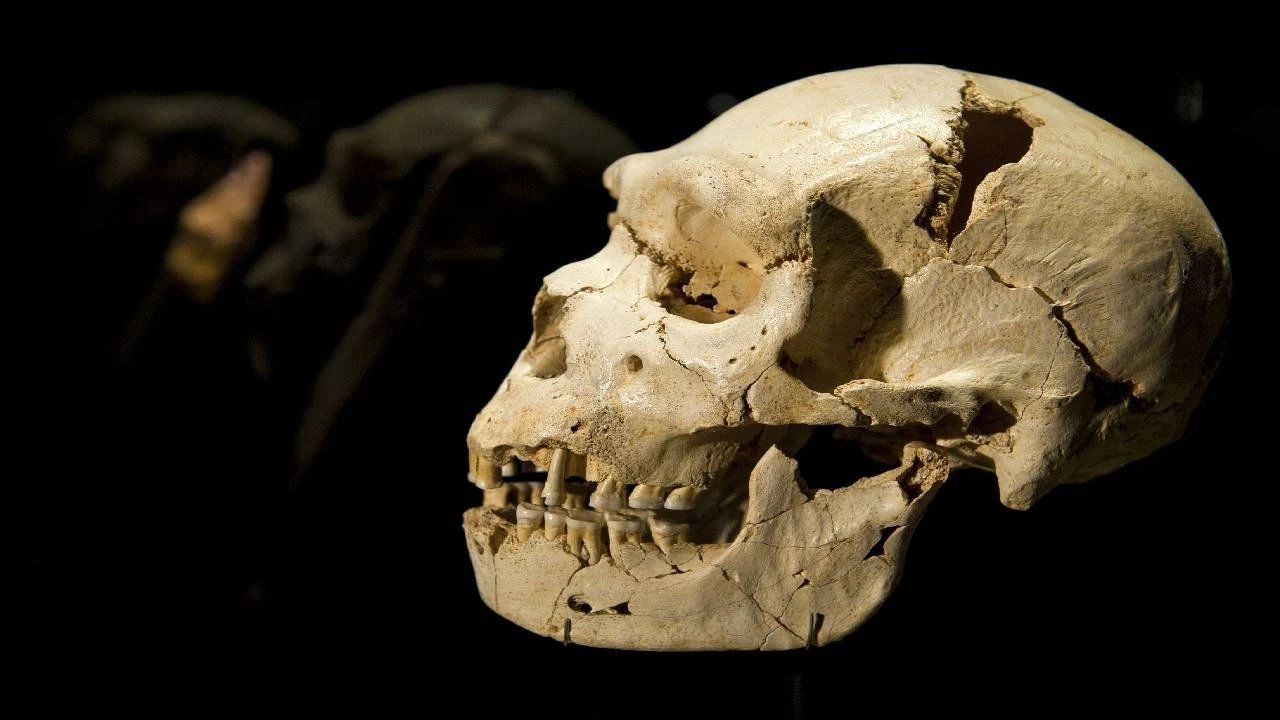 Washington University researchers discover skull marrow immune centers that defend brain