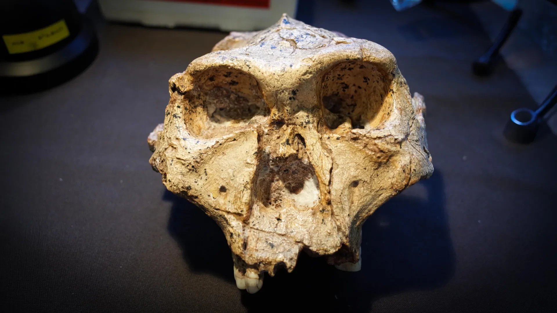 Monash study proposes expanding Homo to include fossil relatives from past 5 million years