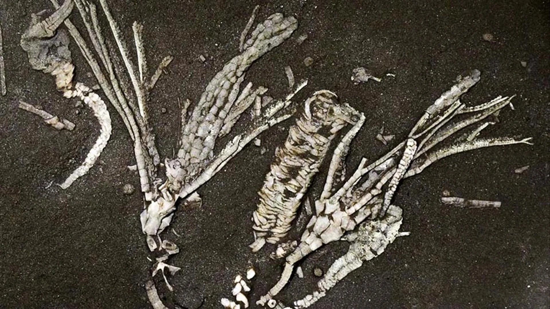 Oklahoma paleontologists identify 450-million-year-old crinoid fossil with preserved soft tissue