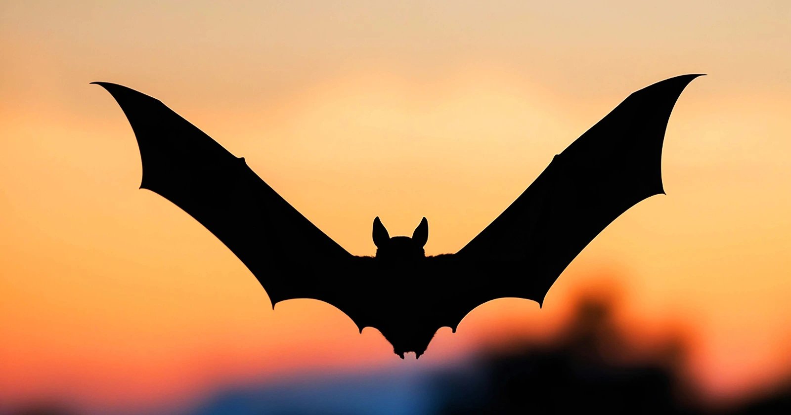 Alberta wind turbines kill bats via internal pressure drop, study finds