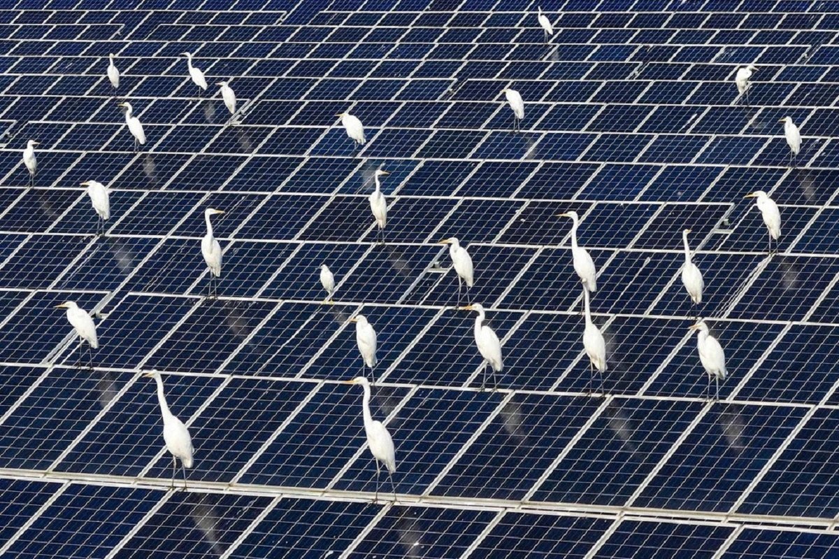 Solar energy expansion in China linked to 2.1% bird diversity decline