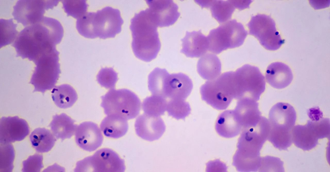 Brown researchers link px1 gene mutations to rising malaria drug resistance in Uganda