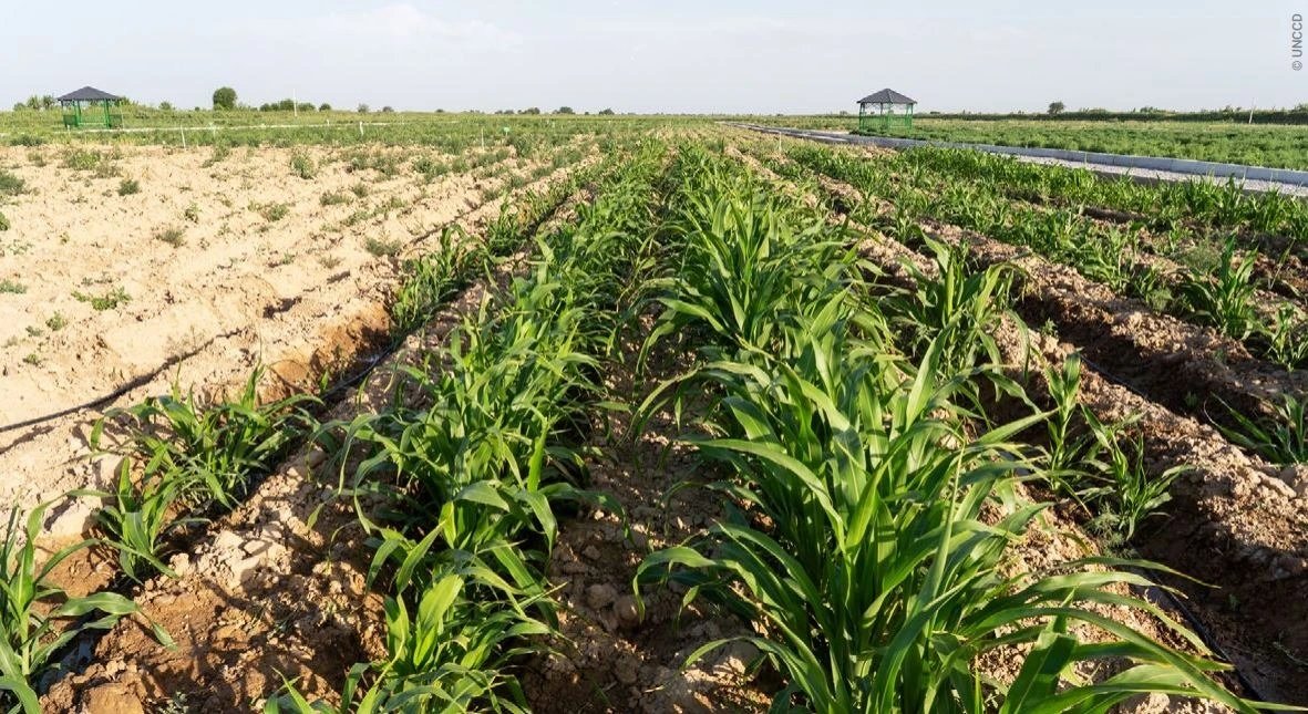 Central Asia land degradation affects 24 million people, costs up to $6 billion annually