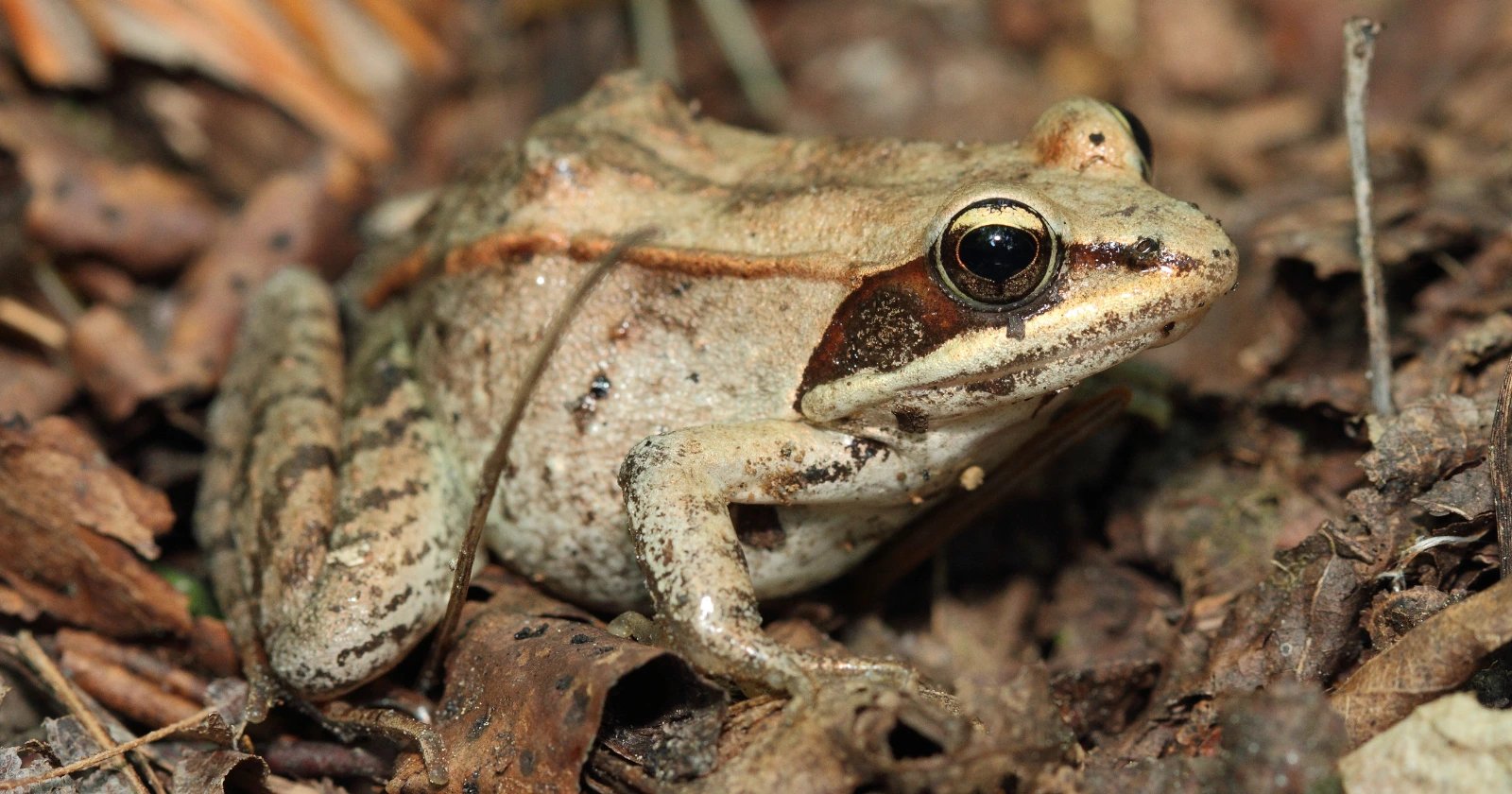 Wood frog freeze tolerance drives organ preservation research