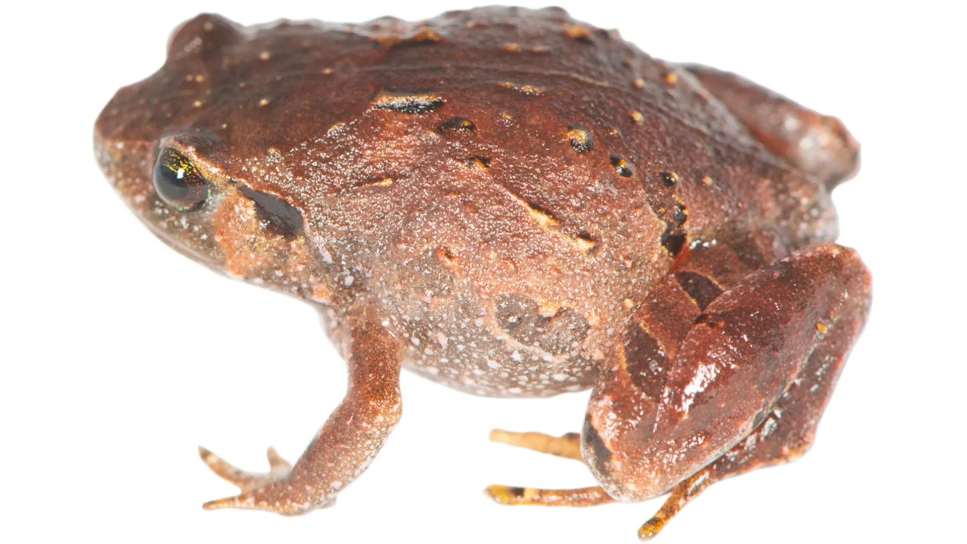 Seven new frog species discovered beneath Madagascar's forest floor