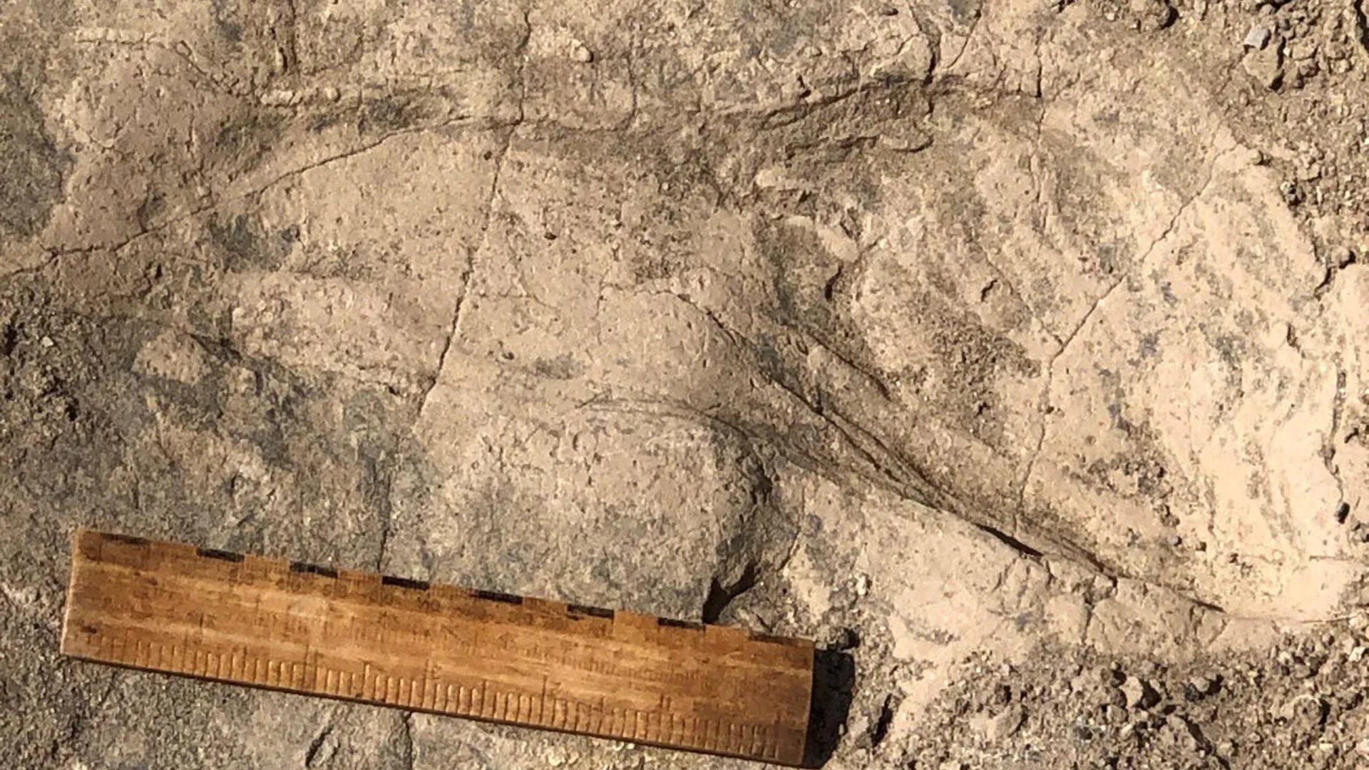 1.4-million-year-old Kenyan footprints reveal Paranthropus boisei stood 1.8 meters tall