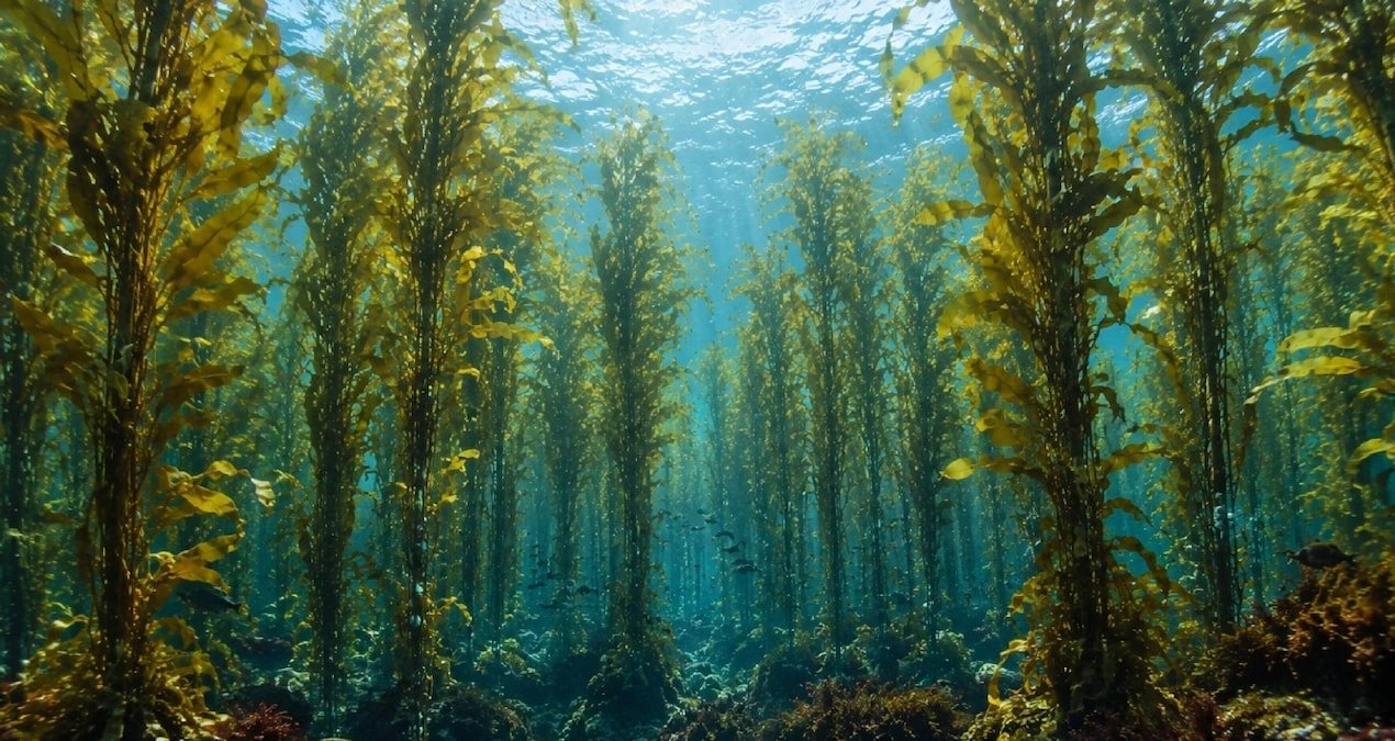 Scientists discover giant kelp forest at 50 meters depth off Galapagos