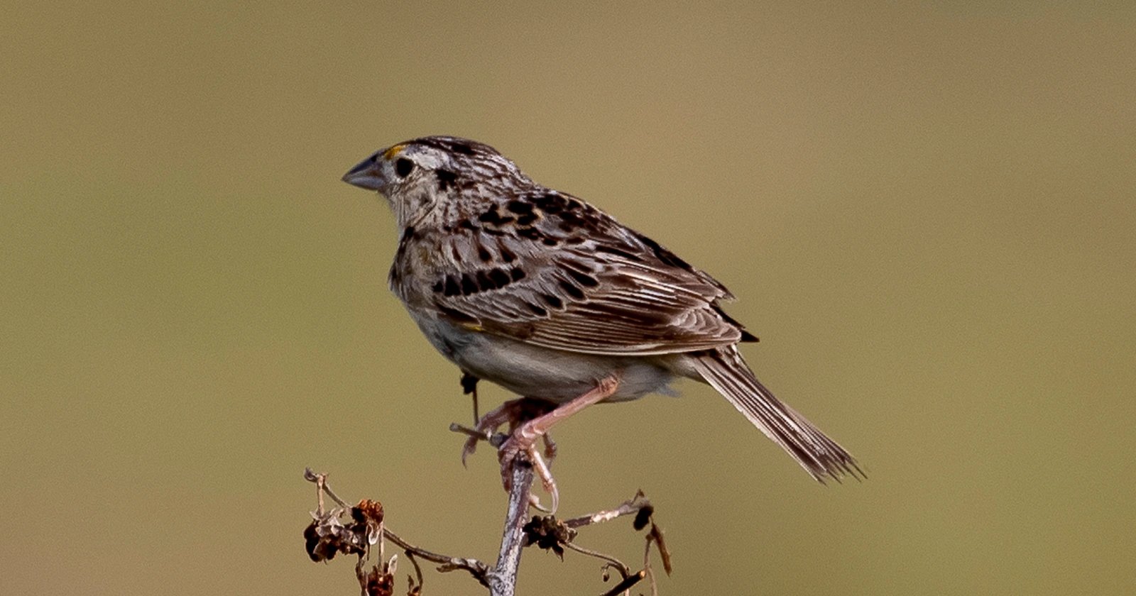 Grasshopper sparrow rebounds at New York landfill park after 97% state decline