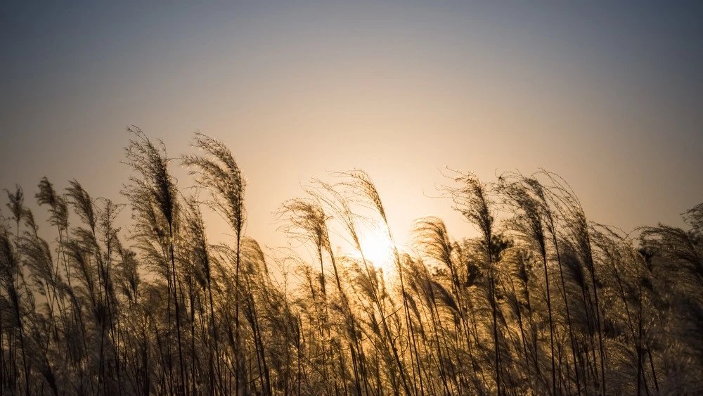 Conflict and Climate Drive Global Food Prices Higher