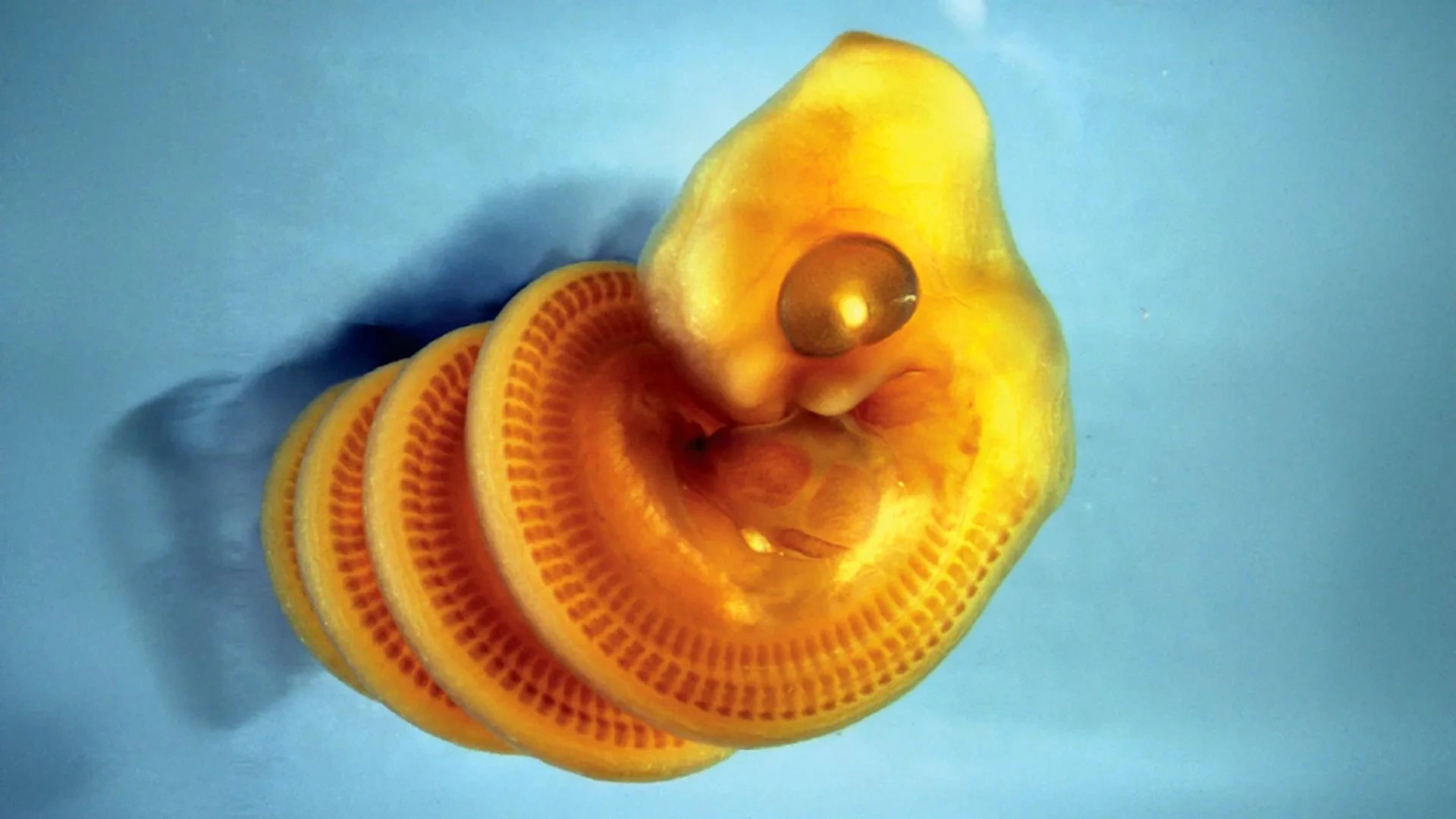 Scientists identify why snake embryos coil into right-handed spirals