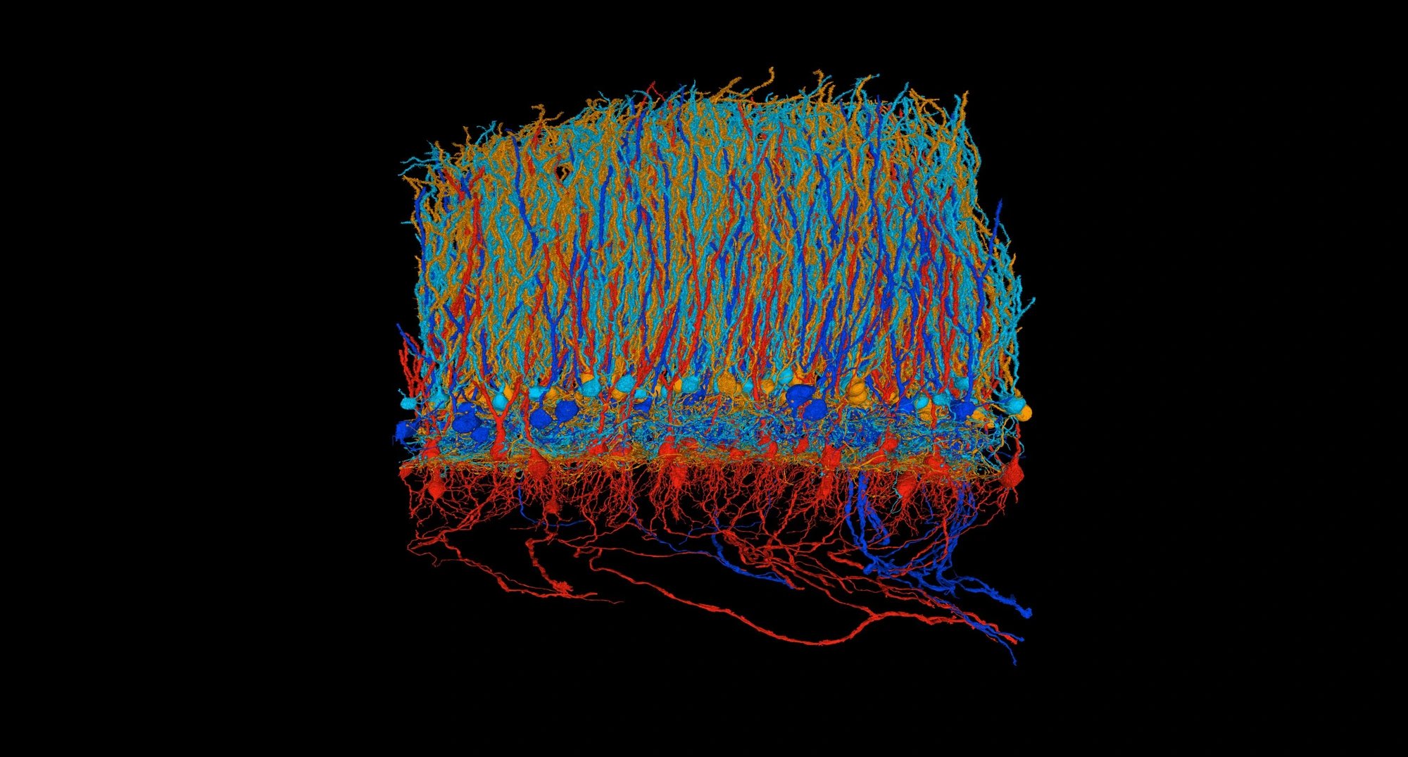 Nature publishes connectome analysis of cerebellum-like circuit in electric fish