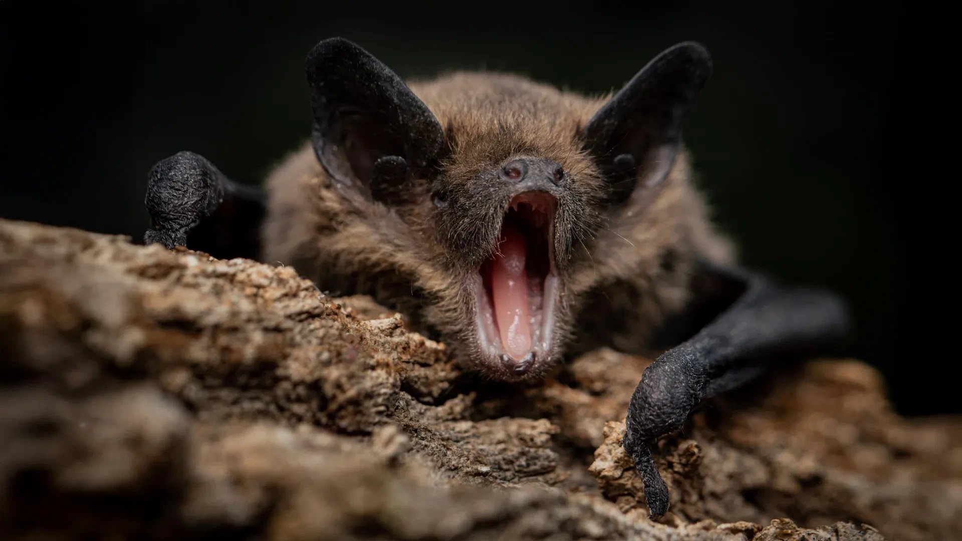 Tulane-led study finds vesper bats carry two antibody gene sets