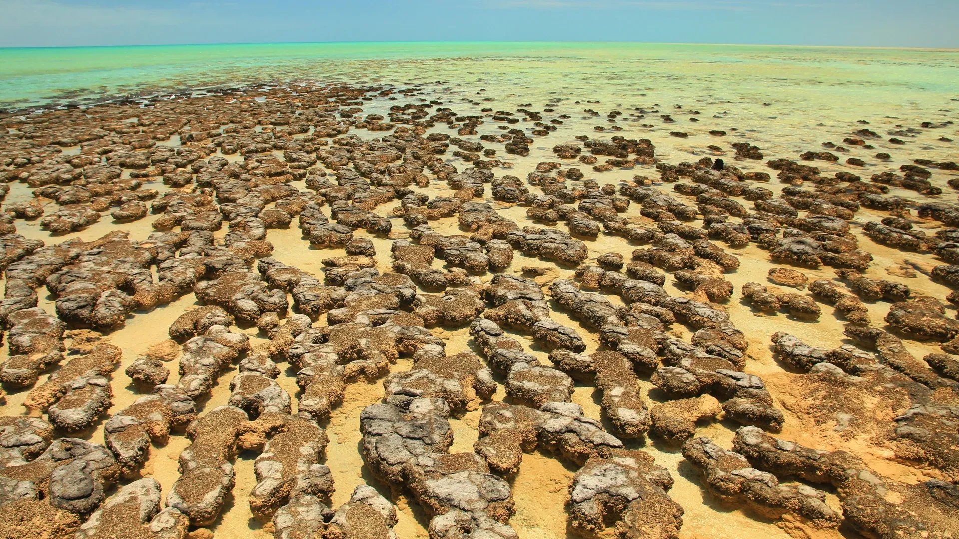 Ancient stromatolites reveal microbe partnership linked to complex life origins
