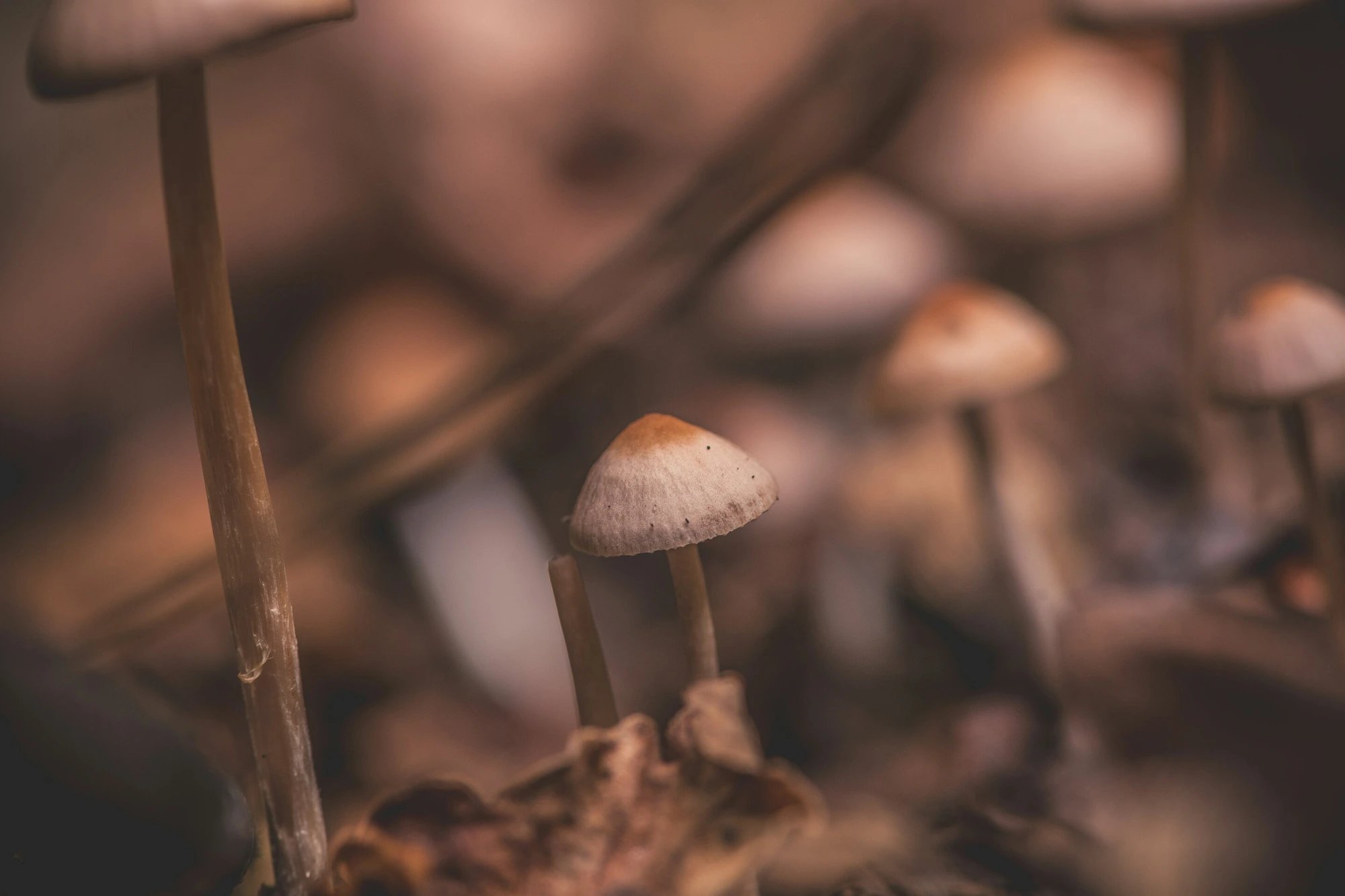 Psilocybin prevents chemotherapy neuropathy in mice, study finds