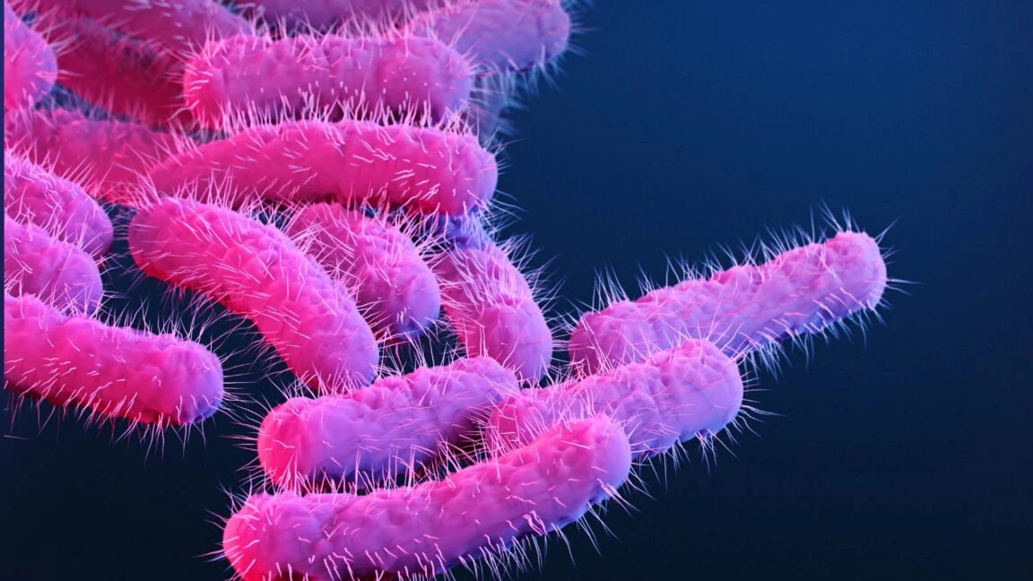 Shigella outbreak in 150 research primates yields vaccine targets