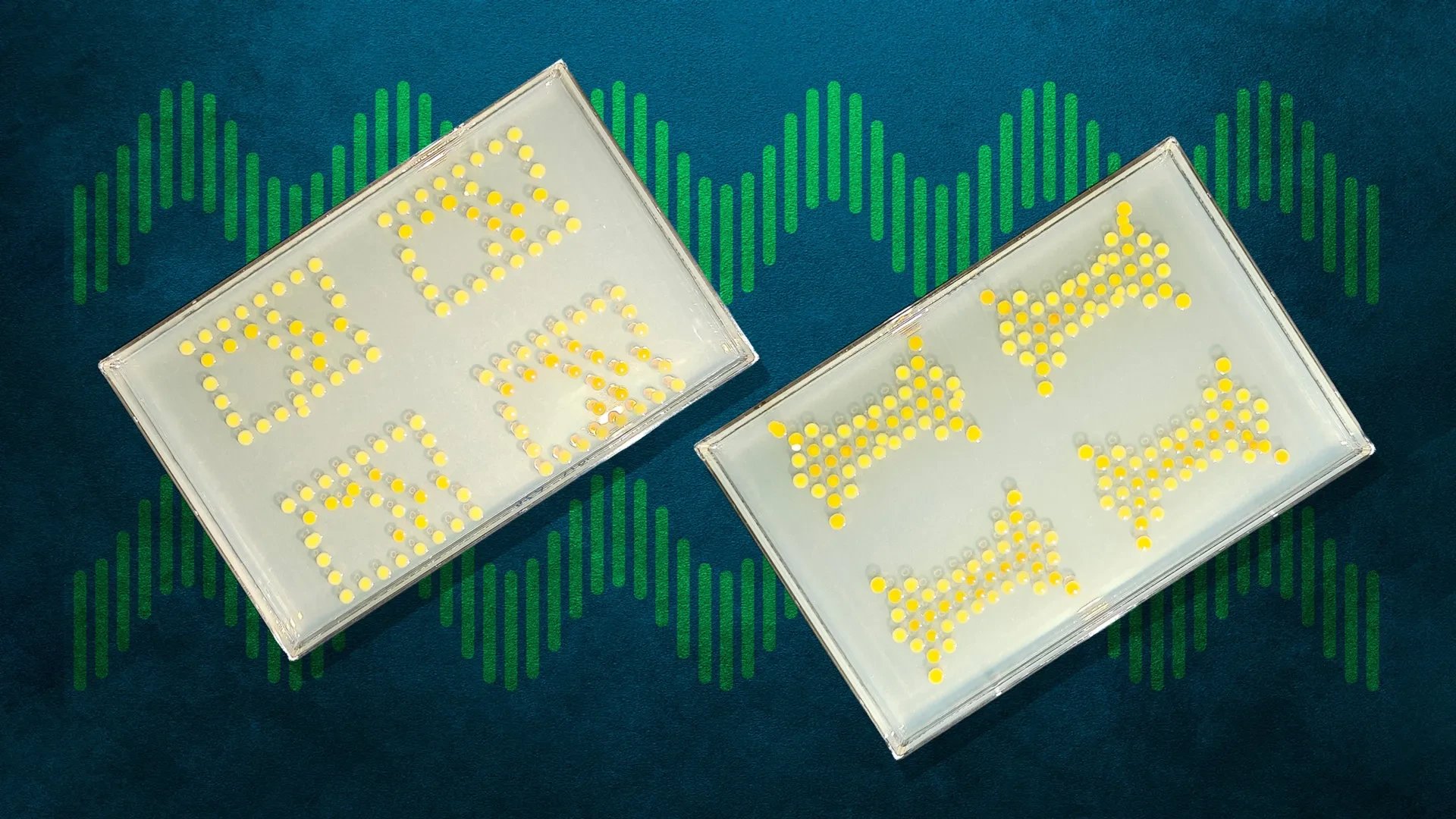 MIT engineers bacteria into living transistors for biological circuits