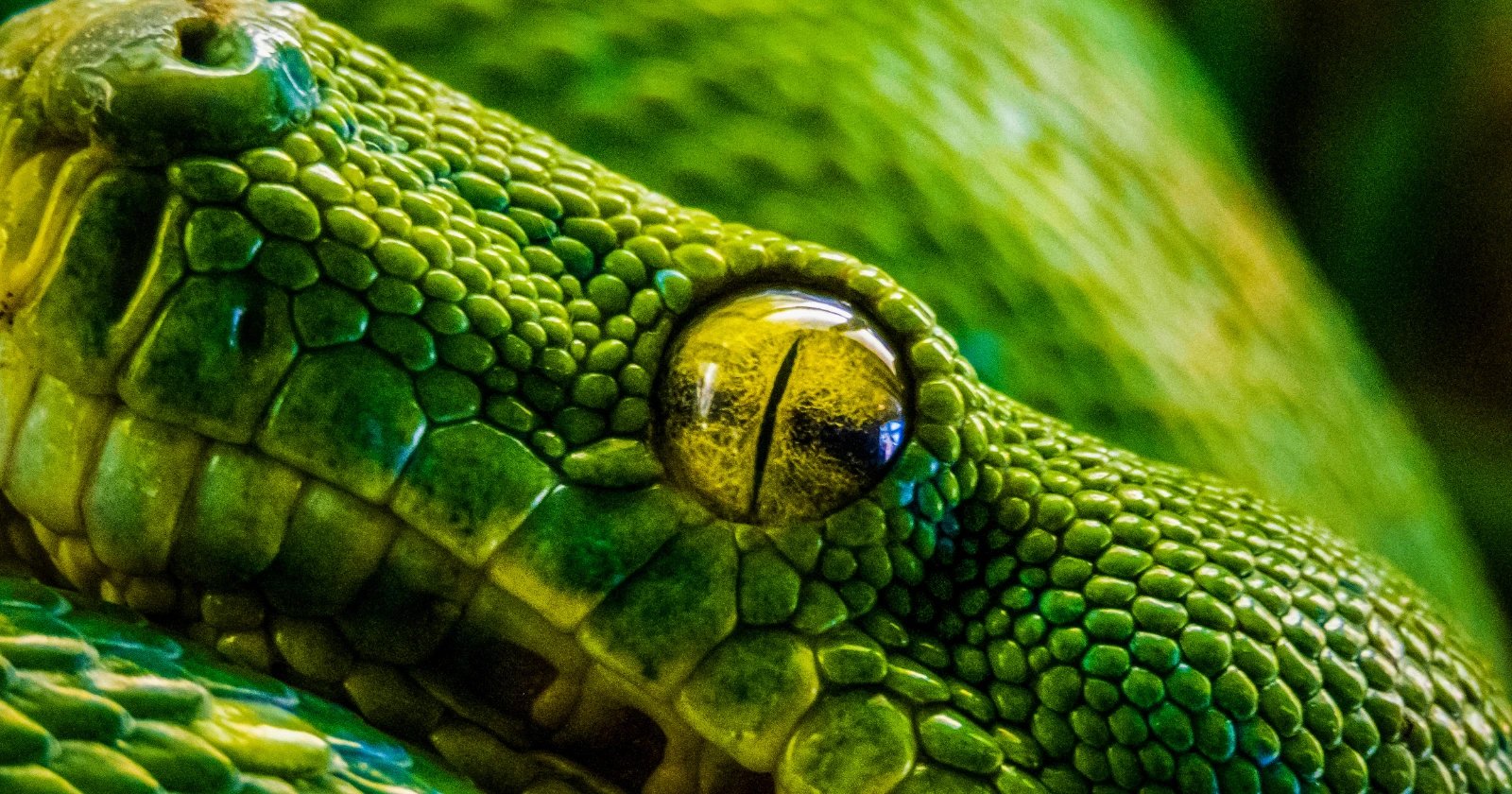 Burmese pythons eliminated most mammals in Everglades National Park