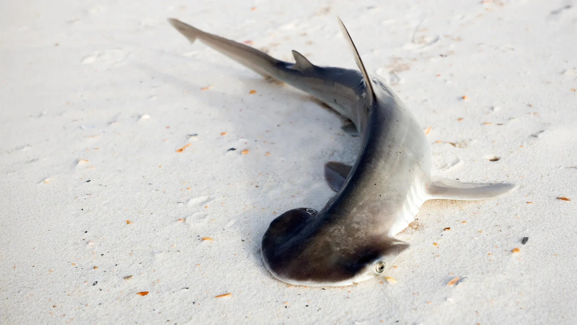 Study overturns theory on bonnethead shark head shape development