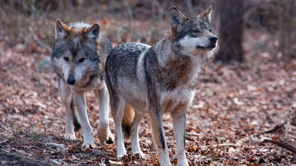 Trump orders removal of grey wolf endangered species protections