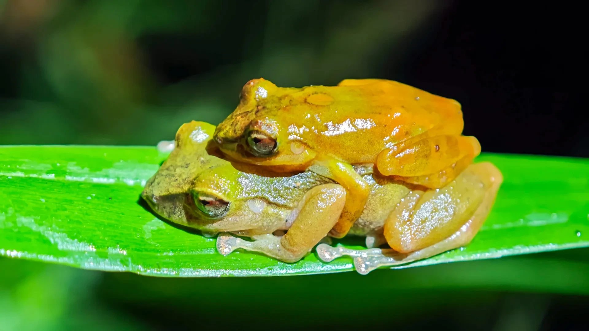 Ecuadorian scientists name widespread frog species after century of misidentification